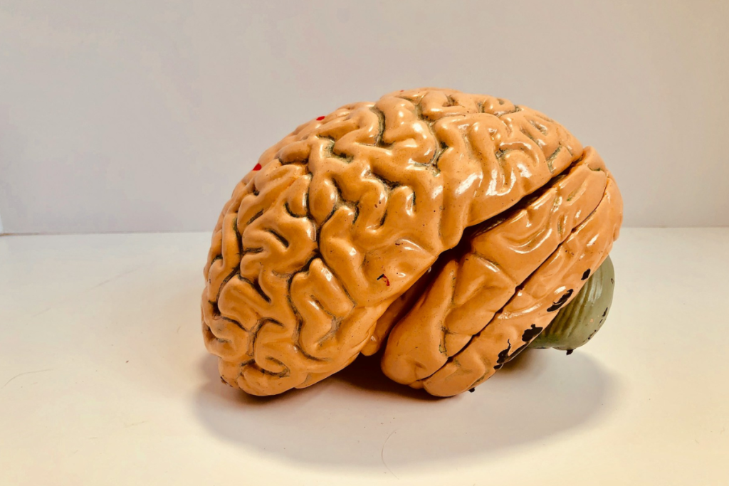 How Vitamin D Influences the Development of Specialized Cells